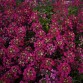 Alyssum (Lobularia Maritima) Easter Bonnet "Deep Rose" - во саксија Ø10